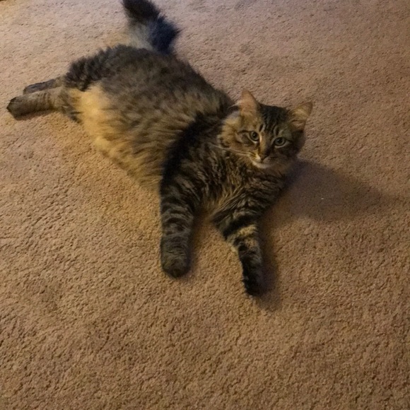 Meet your Posher, Nancy - Picture 1 of 1